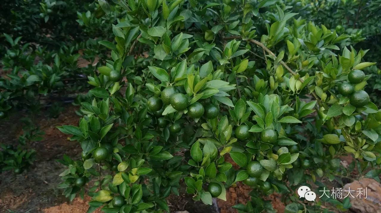 《云顶之弈》​机甲使阵容怎么搭配 ​机甲使阵容搭配指南：xi