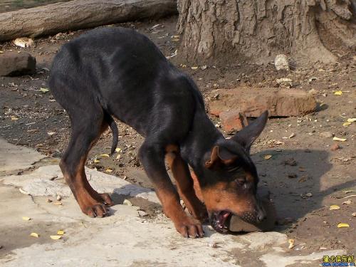 《LOL》电脑管家送Q币永久皮肤 提莫大魔王卷土重来：xingkong体育官网登录(图2)