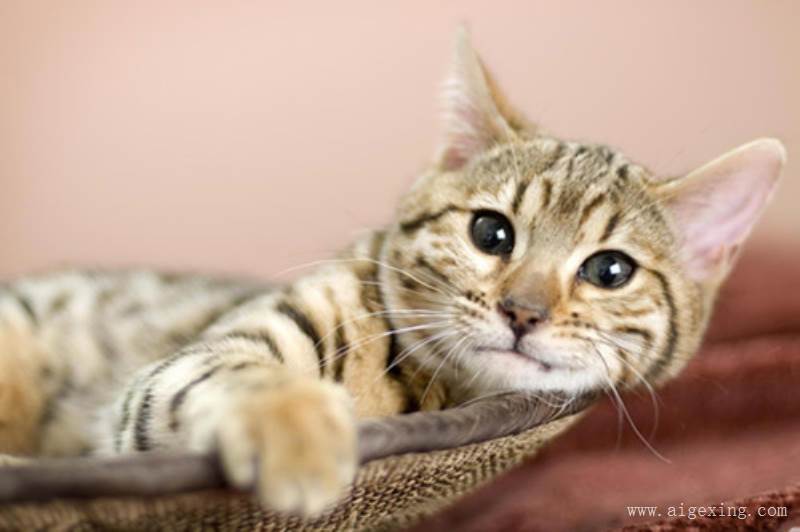 xingkong.com|中国幼教发展前景分析:互联网对学前教育行业的冲击与突围策略(图2) 星空体育官网