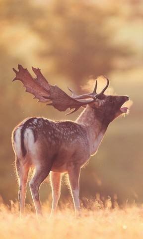 xingkong.com:售票网站发生乌龙 S9决赛门票遭黄牛染指(图3) 星空官网登录